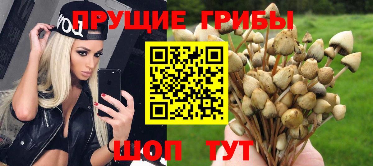 Ярославль  Галлюциногенные грибы прущие грибы  Вход с VPN 